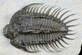 Spiny Comura Trilobite - Oufaten, Morocco #179624-1